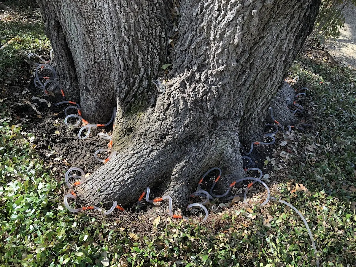Detailed Tree Cabling and Bracing job site in Wentworth